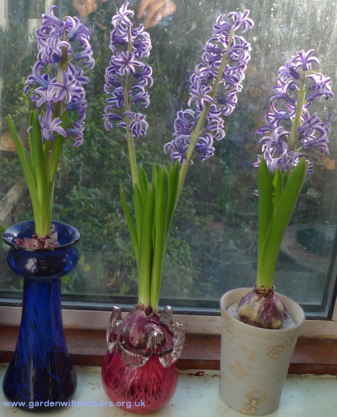 Blue Jacket forced hyacinths