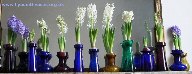 LInnocence hyacinths in hyacinth vases