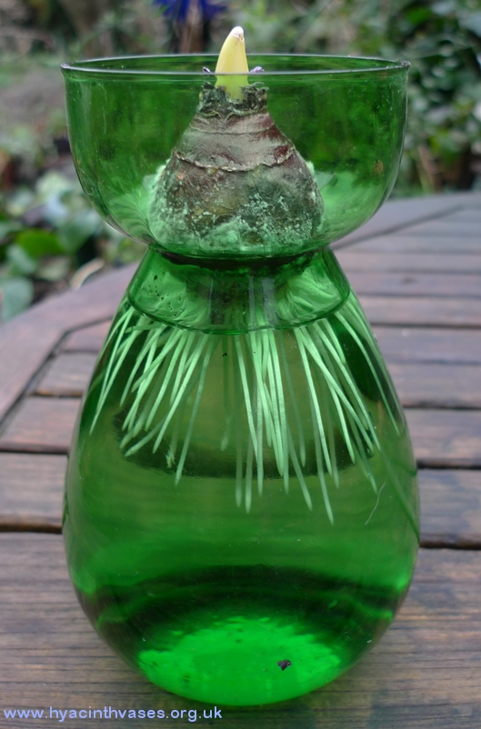 two's company hyacinth vase