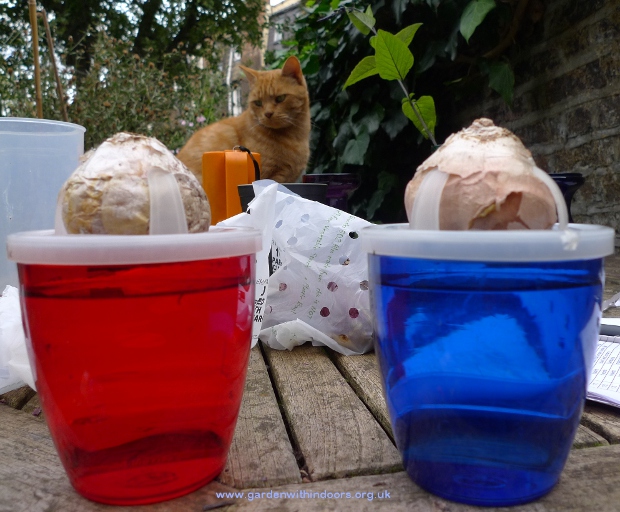 plastic hyacinth vases