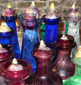 forced hyacinth bulbs not ready to come out of the cellar