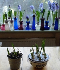 crocus pots and vases