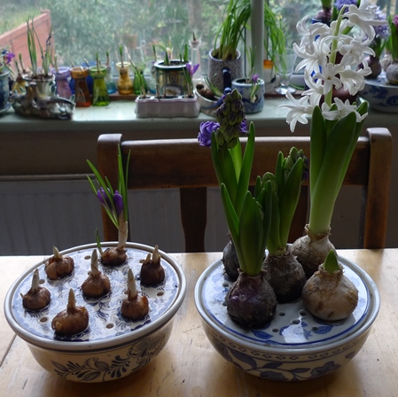 crocus and hyacinth bulb bowls