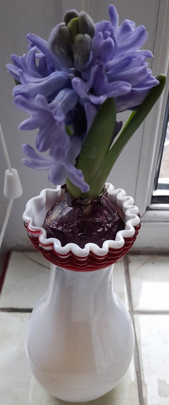 forced hyacinth in vase