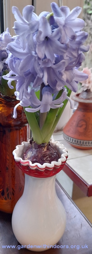 forced hyacinth in vase
