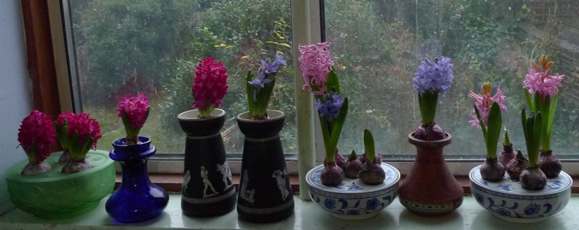 hyacinths in bloom Christmas Day 2021