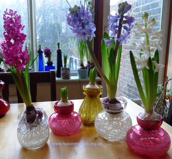 round hyacinth vases
