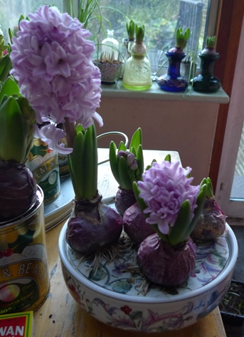 bulb bowl with splendid cornelia hyacinths