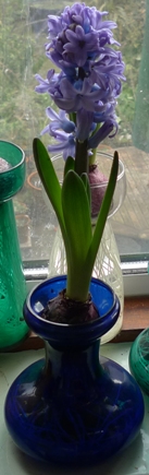 Tye hyacinth vase with flower